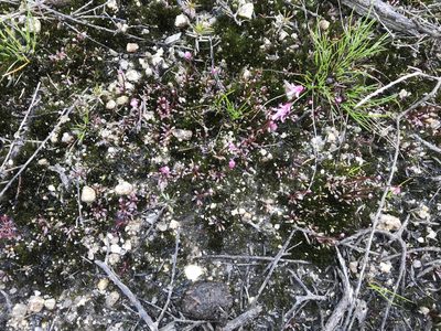 Utricularia tenella, photographed by Miguel de Salas