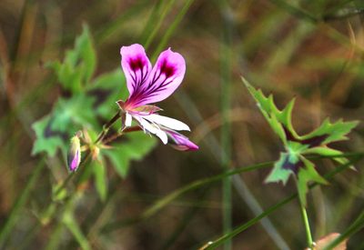 Pelargonium grandiflorum, photographed by Tony Rebelo