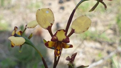 Diuris pardina, photographed by Andrew Thornhill