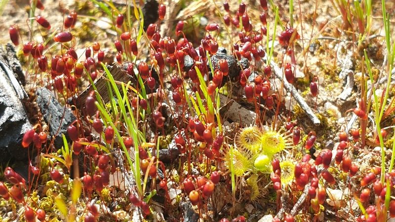 Gemmabryum coronatum, photographed by Andrew Thornhill