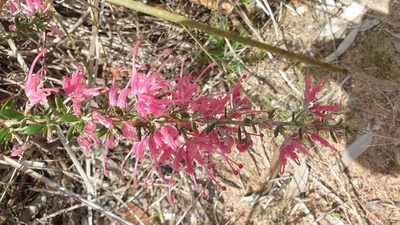 Grevillea lavandulacea, photographed by Andrew Thornhill