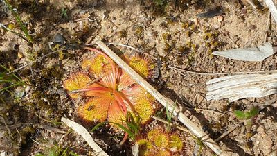 Drosera whittakeri, photographed by Andrew Thornhill