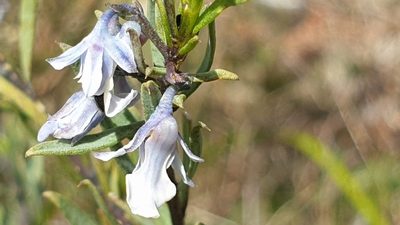 Pigea floribunda, photographed by Andrew Thornhill