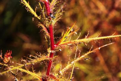 Roridula dentata, photographed by Tony Rebelo