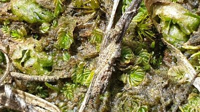 Lethocolea pansa, photographed by Andrew Thornhill