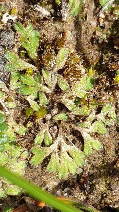 Riccia asprella, photographed by Andrew Thornhill