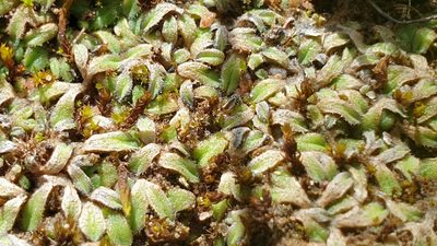 Riccia asprella, photographed by Andrew Thornhill