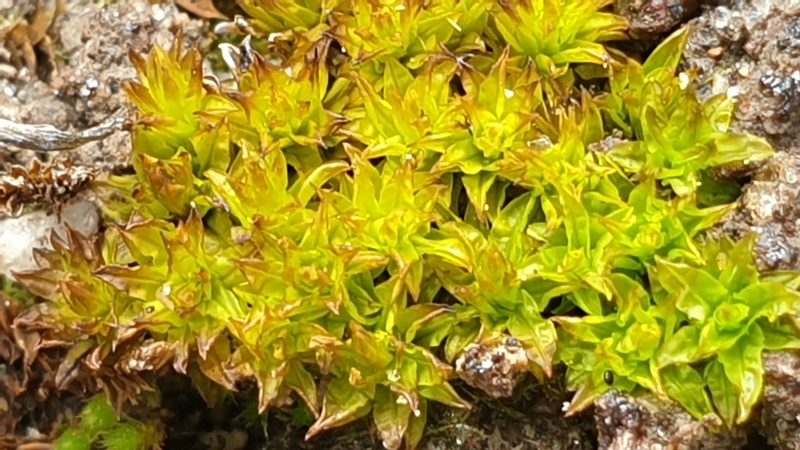 Barbula calycina, photographed by Andrew Thornhill