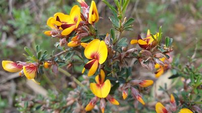 Pultenaea largiflorens, photographed by Andrew Thornhill