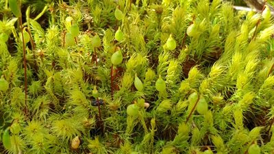 Breutelia affinis, photographed by Andrew Thornhill