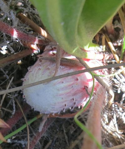 Protea pruinosa, photographed by Di Turner