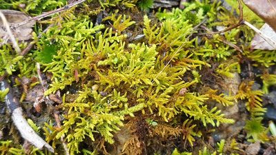Thuidiopsis sparsa, photographed by Andrew Thornhill