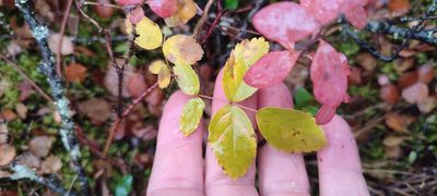 Rosa acicularis, photographed by Yurii Basov