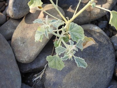 Chrozophora tinctoria, photographed by Duarte Frade