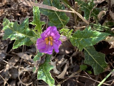 Solanum cinereum, photographed by Lukas Clews