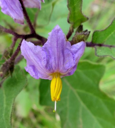 Solanum rubetorum, photographed by Di Turner