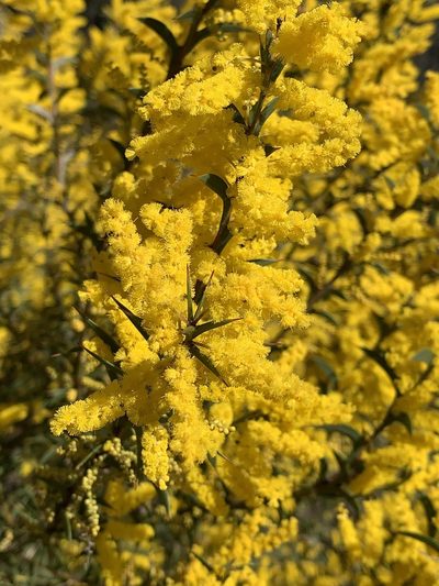 Acacia triptera, photographed by Lukas Clews
