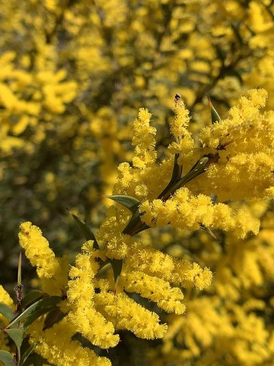 Acacia triptera, photographed by Lukas Clews