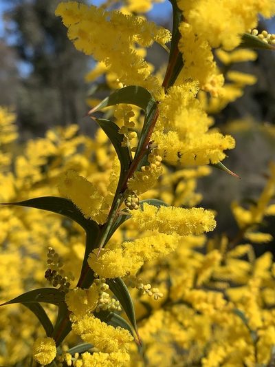 Acacia triptera, photographed by Lukas Clews