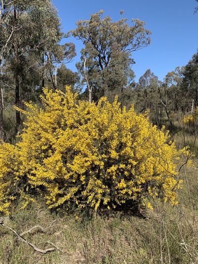 Acacia triptera, photographed by Lukas Clews