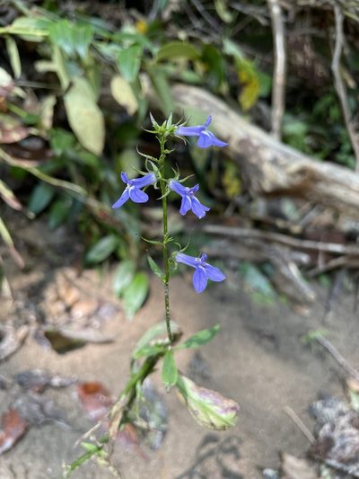 Lobelia amoena, photographed by evangrimes