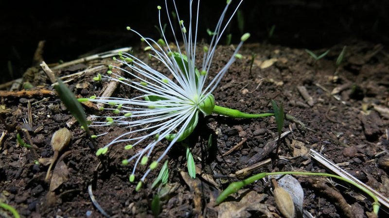 Maerua angolensis, photographed by Ryan van Huyssteen