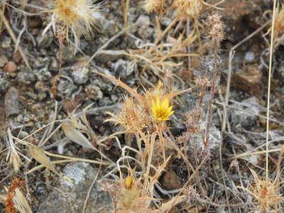 Atractylis cancellata, photographed by Duarte Frade