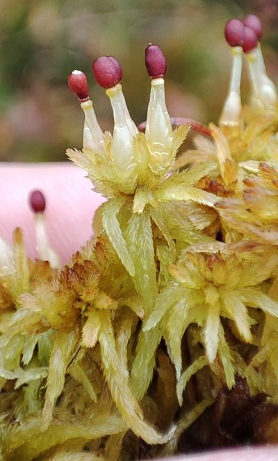 Sphagnum lindbergii, photographed by Yurii Basov