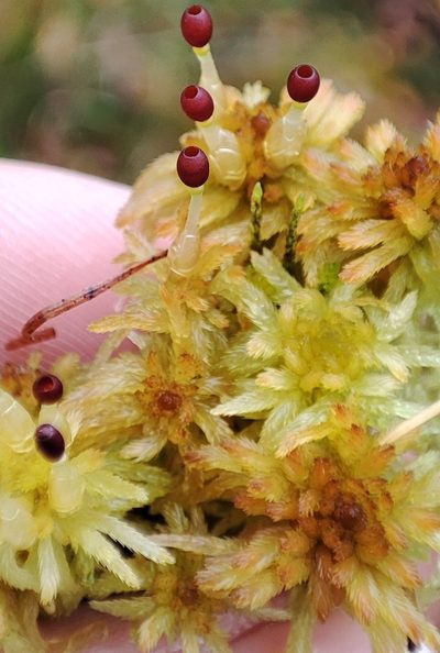 Sphagnum lindbergii, photographed by Yurii Basov