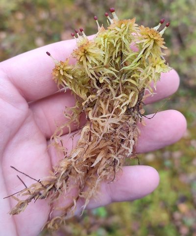 Sphagnum lindbergii, photographed by Yurii Basov