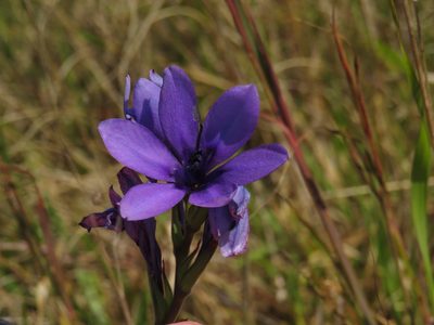 Babiana angustifolia, photographed by Jeremy Gilmore