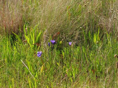 Babiana angustifolia, photographed by Jeremy Gilmore