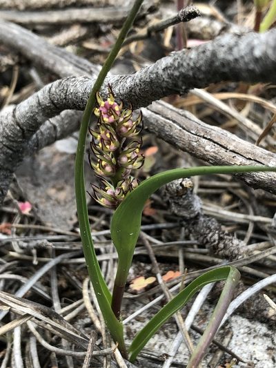 Wurmbea monopetala, photographed by Caroline Voget