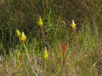 Lachenalia lutea, photographed by Jeremy Gilmore