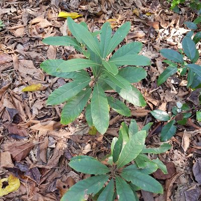 Litsea glutinosa, photographed by Margaret Burger