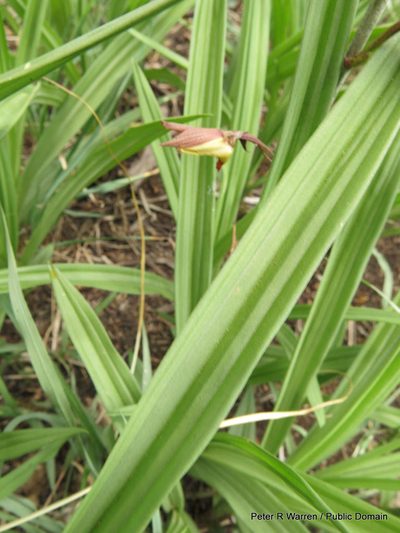 Eulophia hereroensis, photographed by Peter Warren