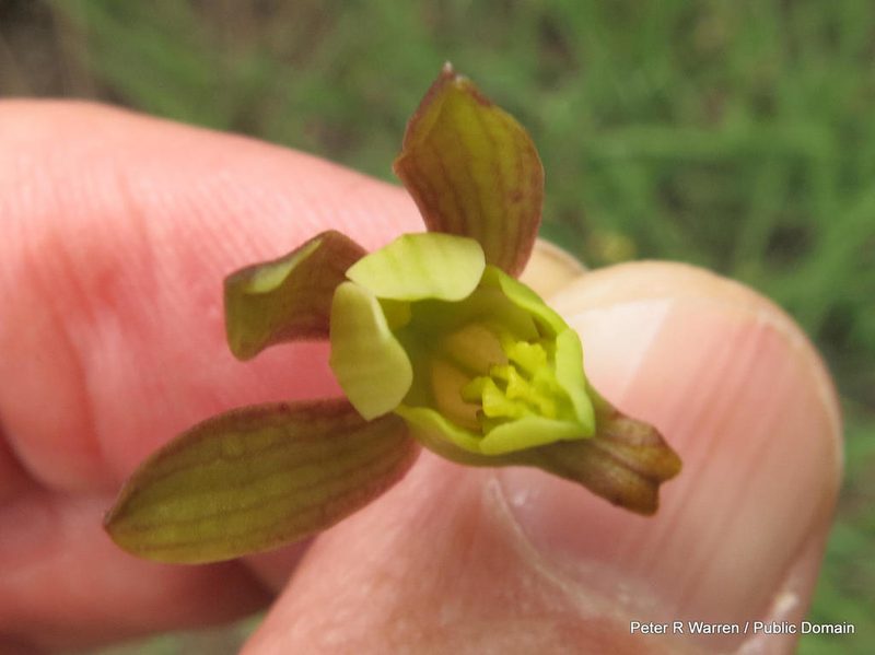 Eulophia hereroensis, photographed by Peter Warren