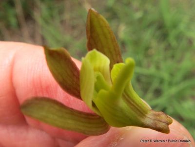 Eulophia hereroensis, photographed by Peter Warren