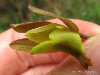 Eulophia hereroensis, photographed by Peter Warren