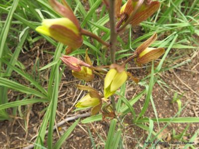 Eulophia hereroensis, photographed by Peter Warren