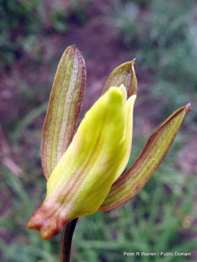 Eulophia hereroensis, photographed by Peter Warren