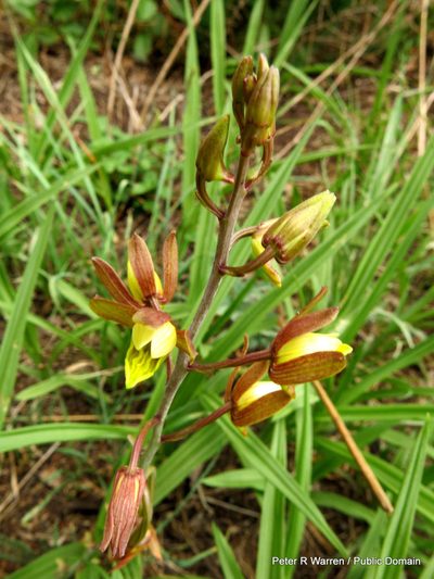 Eulophia hereroensis, photographed by Peter Warren