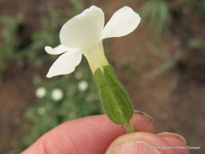 Thunbergia neglecta, photographed by Peter Warren