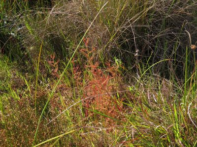 Drosera cistiflora, photographed by Jeremy Gilmore