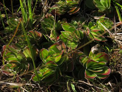 Crassula fallax, photographed by Jeremy Gilmore