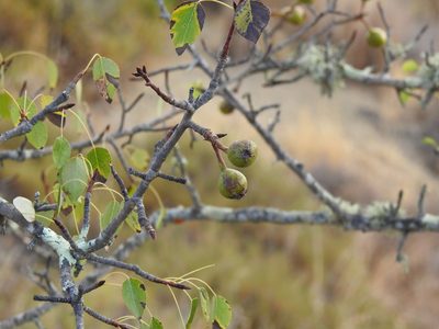 Pyrus bourgaeana, photographed by Duarte Frade