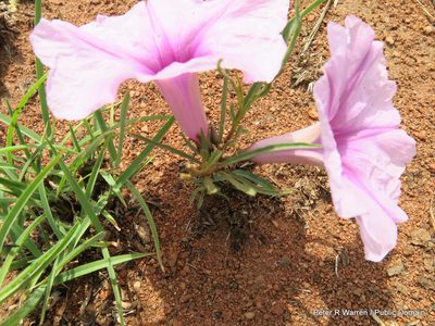 Ipomoea bolusiana, photographed by Peter Warren