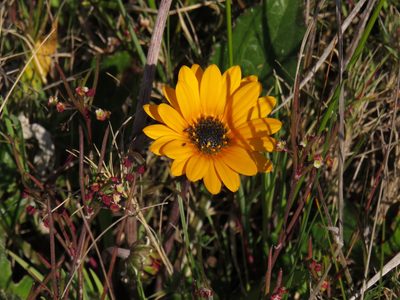 Arctotis acaulis, photographed by Jeremy Gilmore
