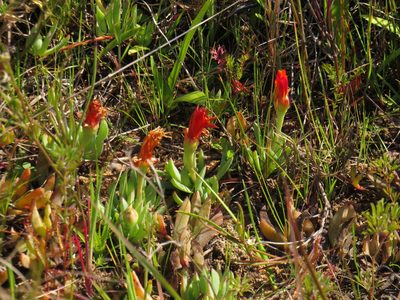 Lampranthus reptans, photographed by Jeremy Gilmore