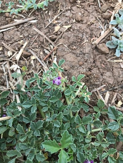 Cullen tomentosum, photographed by rosshawkins